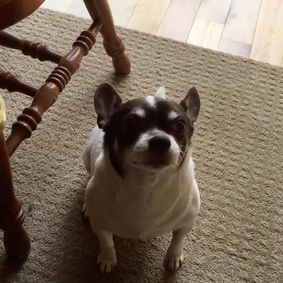 gizmo1966